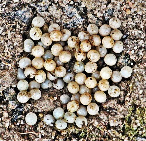 Auch Wegschnecken legen ihre Eier an Orten ab, die deren Entwicklung ermöglichen sollten.
https://de.wikipedia.org/wiki/Spanische_Wegschnecke

Aufnameort: Eiershausen Garten
Kamera: Canon EOS 1300D