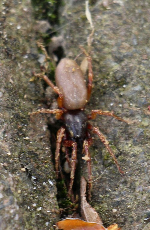 Eine hellbraune bis braune Sackspinne, die einen sandigen Aufenthaltsort gewählt hatte.
https://de.wikipedia.org/wiki/Eigentliche_Sackspinnen

Aufnameort: Eiershausen Garten
Kamera: Canon EOS 700D