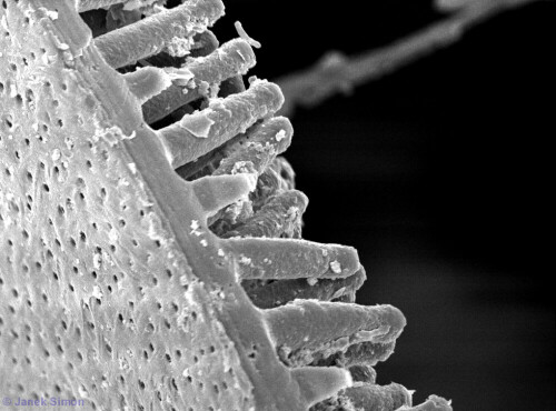 Die Eier vom Gründling (Gobio gobio) haben einen Durchmesser von 1,2 – 1,7 mm. Auf dem Foto ist die Struktur der Eihülle zu sehen, betrachtet unter dem Rasterelektronenmikroskop bei 2000facher Vergrößerung. Auf der Eihülleninnenseite sind deutlich die Porenkanäle zu erkennen, welche die Eihülle durchdringen. Auf der Außenseite der Eihülle sind die Haftzotten zu sehen, auch Papillen genannt. Die Haftzotten sind fadenförmige Modifikation der äußeren Eihülle (Zona radiata externa), mit denen das Ei an Substraten wie Sand, Kies, Steine, Wurzeln oder Pflanzen kleben bleibt

Aufnameort: Rasterelektronenmikroskop am Institut für Gewässerökologie und Binnenfischerei in Neuglobsow
