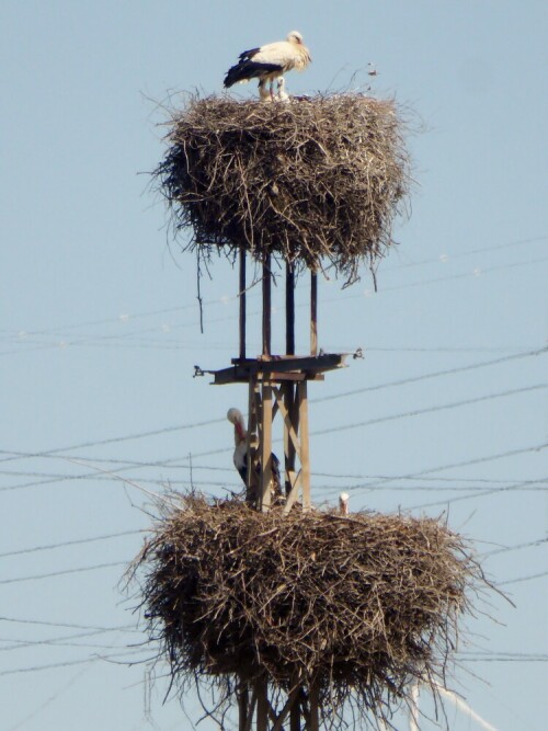 ein-doppel-storchennest-mit-nachwuchs-20726.jpeg