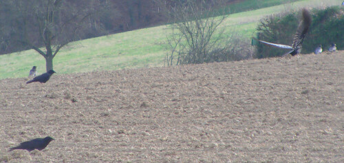 ein-greifvogel-sucht-sich-seine-mahlzeit-11635.jpeg