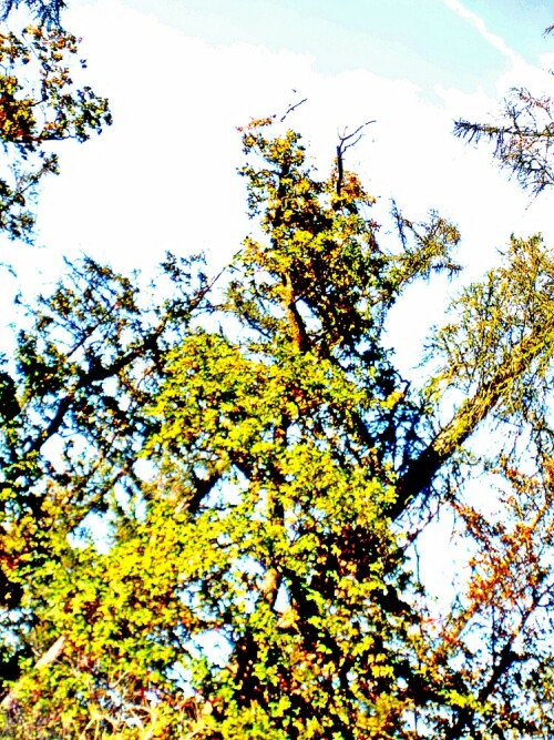 Trockenheit wirkt sich über die Wassersäule des Baumes (z. B. Abriss dieser) zunächst in der Wipfelregion aus!
https://www.waldwissen.net/wald/baeume_waldpflanzen/laub/lwf_rotbuche_mutter_wald/index_DE

Aufnameort: Eiershausen Hirschbergwald am 2.-ten  Hirschbergweg
Kamera: Canon EOS 1300D