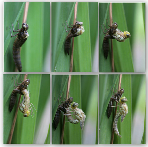 wie aus einer hässlichen Larve eine wunderschöne Libelle wird!

Aufnameort: Regen
Kamera: Canon EOS 40D