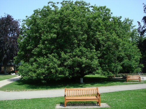 Kaukasische Zaubernuß

Aufnameort: Kurpark Bad Krozingen
Kamera: Panasonic