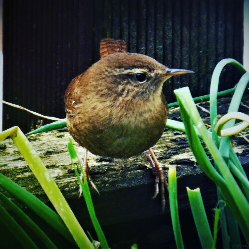 Im Garten gesehen

Aufnameort: Bad Kösen
Kamera: Lumix TZ 61