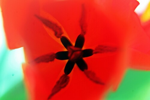 einblick-in-eine-tulpenblute-tulipa-l-20605.jpeg