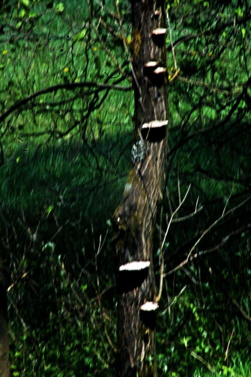 eine-art-pilztreppe-an-einem-baumstamm-20707.jpeg