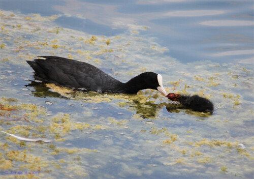 Diese Blessralle (Fulica atra) hatte sehr lange an unserem See gebrütet. Ihr sehr nahe am Ufer liegendes Nest war beim ersten Brutversuch geplündert worden. Die Blessralle hatte dann erneut Eier gelegt und zwei Küken waren der Lohn für Ihre Ausdauer. Eines der Küken viel in den ersten Tagen einem Räuber zum Opfer. Dem verbliebenen Küken suchte die Blessralle unentwegt verschiedenste Kleintiere und Pflanzenstücke aus der unmittelbaren Umgebung. Das Einzelkind nahm stets gierig die angebotenen Leckerbissen.

Aufnameort: Sacrower See bei Potsdam
Kamera: Canon EOS 500D