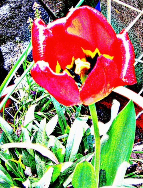 eine-gezuchtete-tulpe-tulipa-l-31211.jpeg