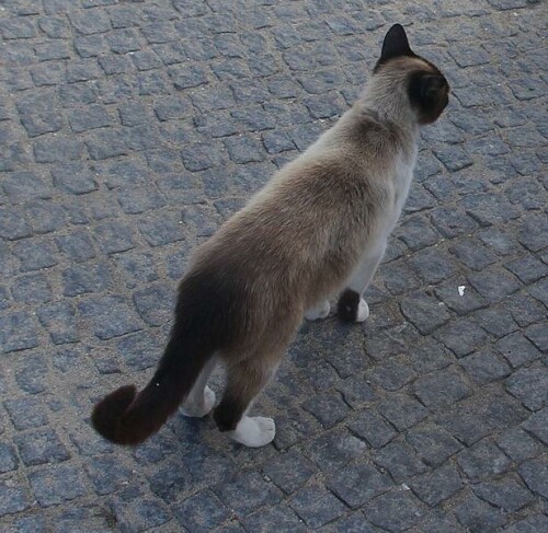 Eine Katze, die auf den ersten Blick vielleicht etwas an eine Siamkatze erinnern könnte.
https://de.wikipedia.org/wiki/Siamkatze

Aufnameort: Nördlich von Porto(Portugal)
Kamera: Canon EOS 700D