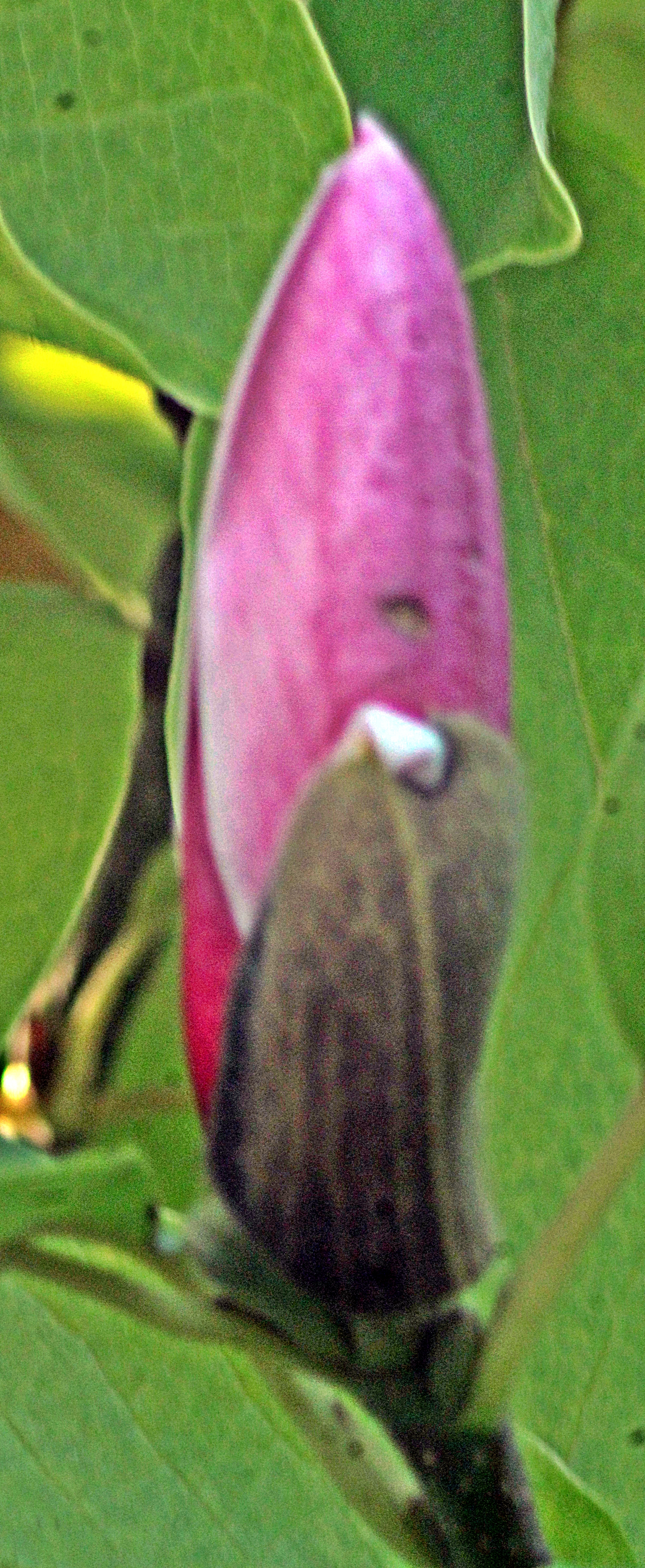 Die Purpur-Magnolie wird häufig als Ziergehölz angepflanzt.
https://de.wikipedia.org/wiki/Purpur-Magnolie

Aufnameort: Eiershausen Gartem
Kamera: Canon EOS 1300D