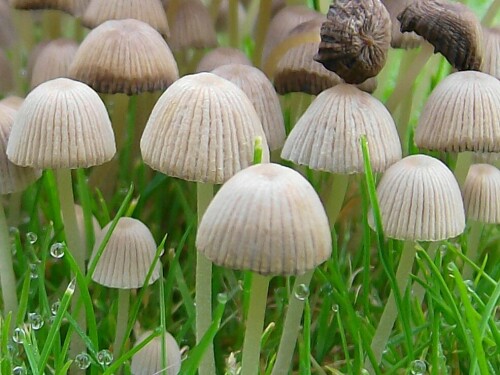 Pilze bei mir auf dem Rasen, schön auch die Wassertropfen an den Grashalmen

Aufnameort: Stadtlohn
Kamera: AL 530 zoom Kamera