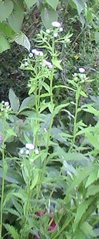 einjahriger-feinstrahl-erigeron-annuus-l-pers-12485.jpeg