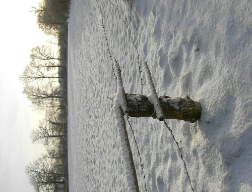 Wiese im Winterkleid

Aufnameort: Stadtlohn
Kamera: AL 530 zoom Kamera