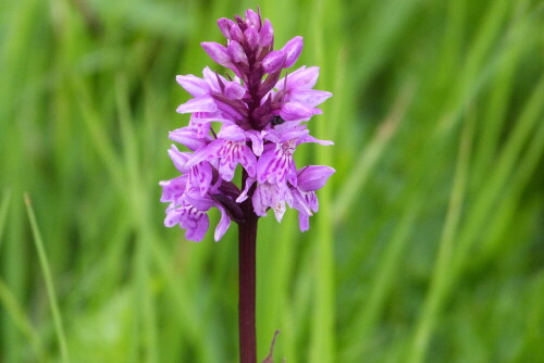 Dieses gefleckte Knabenkraut (Dactylorhiza maculata) stand einsam
in einem ganzen Haufen Breitblättrigem StendelwurzRot in Grün

Aufnameort: Oberstdorf/Allgäu
Kamera: Lumix FZ 58