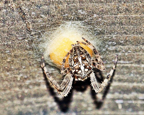 Die Gartenkreuzspinne ist eine häufige Radnetzspinne.
Sie wurde zur Spinne des Jahres 2010 gewählt.
https://de.wikipedia.org/wiki/Gartenkreuzspinne


Aufnameort: Eiershausen Vorgarten in einem Holzfass
Kamera: Canon EOS 1300D