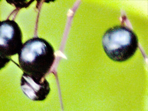 Reife Beeren enthalten nur noch Giftstoffe(Blausäureäquivalente) in
geringem Umfang.
https://de.wikipedia.org/wiki/Schwarzer_Holunder

Aufnameort: Eiershausen Garten
Kamera: Canon EOS 1300D