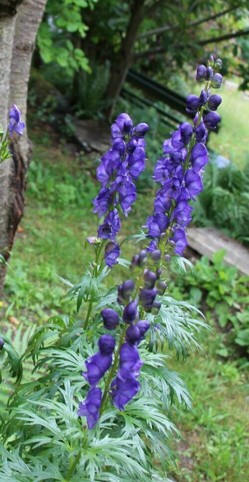 eisenhut-aconitum-napellus-l-14345.jpeg