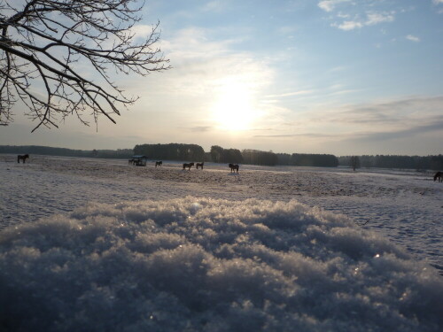 eiskalter-morgen-6873.jpeg