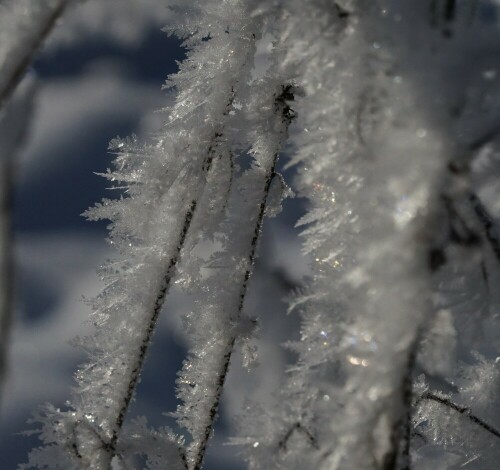 Auf dem Winterspaziergang

Aufnameort: Mielenforst
Kamera: Sony Alpha 7/II