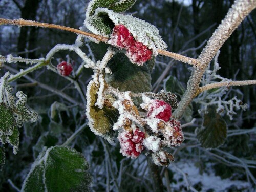 Unreife Brombeeren vom Winter erwischt

Aufnameort: Stadtlohn
Kamera: AL 530 zoom Kamera