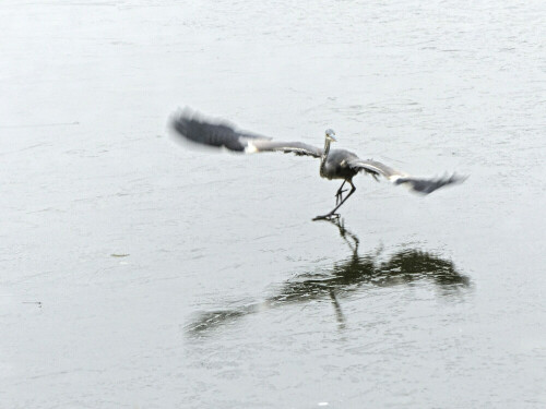 

Aufnameort: Triesdorf Inselweiher
Kamera: Panasonic Lumix FZ 200