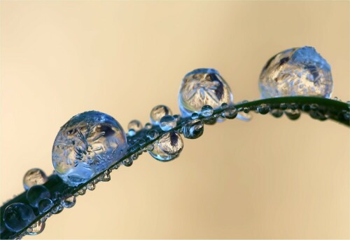 Nun beginnt wieder die Zeit der Eiskreationen. Die Natur schafft doch immer wieder reizvolle Motive

Aufnameort: Schönbach, Sachsen
Kamera: Sony SLT A 77 V, 100 mm Makroobjektiv