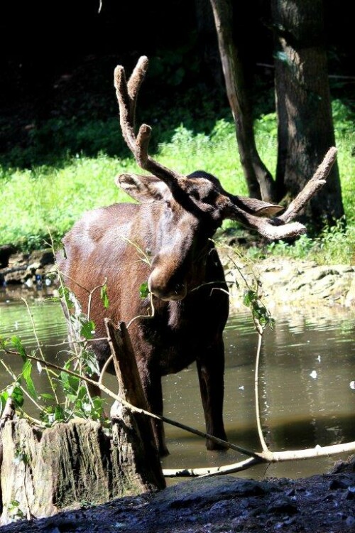 Elchbulle im Tierpark Lohberg/Bayer. Wald

Aufnameort: Lohberg
Kamera: Canon EOS 60 D