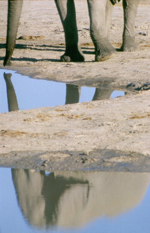 Elefant an Wasserstelle in Botswana

Aufnameort: Botswana 1986
Kamera: Sony cybershot dsc