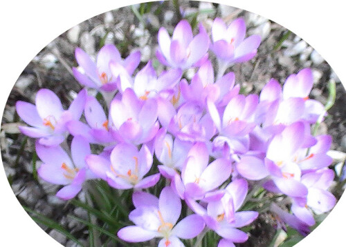 elfenkrokus-crocus-tommasinianus-herb-12243.jpeg