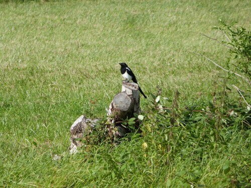 Auf einem Spaziergang, entdeckte ich die Elster in einem
kleinen Naturschutzgebiet in Langen/Hessen. Sie wirkte auf
mich so nachdenklich, das ich fast nur zögernd den Auslöser
betätigte.

Aufnameort: Langen/Hessen
Kamera: Lumix FZ 48