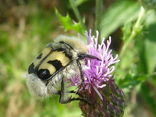 Unbekannter Käfer auf einer Distel

Aufnameort: Stadtlohn
Kamera: AL 530 zoom Kamera