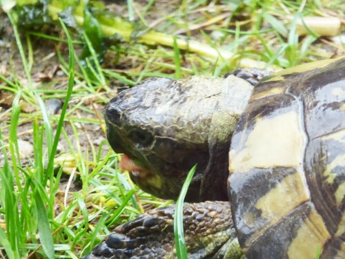 endlich-regen-schildkrote-karl-26591.jpeg