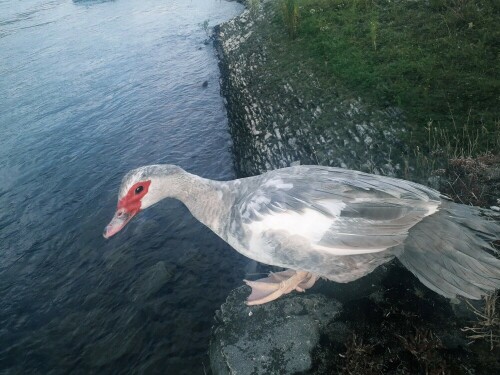 Ente

Aufnameort: Oberwesel
Kamera: Smartphone