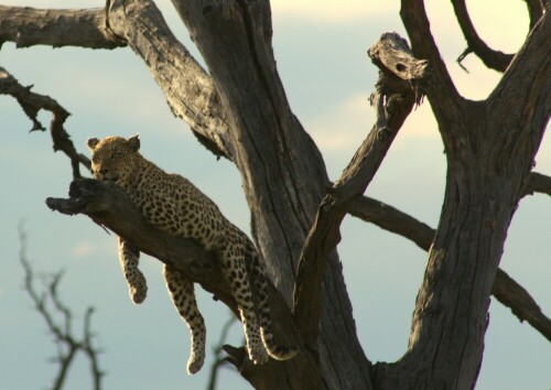 Dieser Leopard genoss sichtlich dei Abendstimmung und den guten Ausblick.

Aufnameort: Moremi Park - Botswana
Kamera: 450D