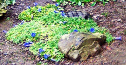 enziane-gentiana-in-einem-vorgarten-in-dillenburg-19974.jpeg