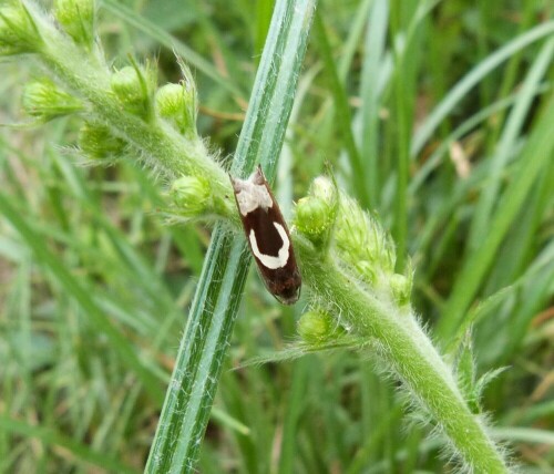 Diesen winzigen Schmetterling, der veilleicht eine Gesamtlänge von 10 mm hat und eine Flügelspannweite von ca. 18 mm. Das man so etwas kleines überhaupt wahrnimmt, hat mich schon selbst verblüfft. Es hat auch sehr lange gedauert bis ch ihn bestimmen konnte. Futterpflanze: Beifuß

Aufnameort: Bruchsee/Egelsbach
Kamera: Lumix fz 48