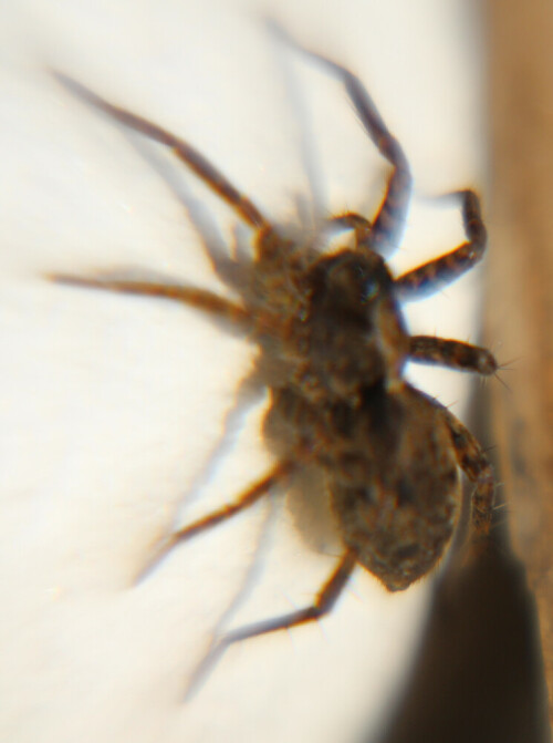 Eine Spinne, die zu den Wolfsspinnen gehört und häufig auch am Boden von Waldrändern angetroffen werden kann.
http://tierdoku.com/index.php?title=Erd-Wolfspinne

Aufnameort: Eiershausen Garten
Kamera: Canon EOS 700D