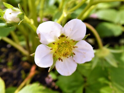 Die Erdbeeren blühen dieses Jahr sehr schön. Der Regen hat gutgetan!

Aufnameort: Lichtenau / Mfr.
Kamera: Panasonic Lumix TZ61