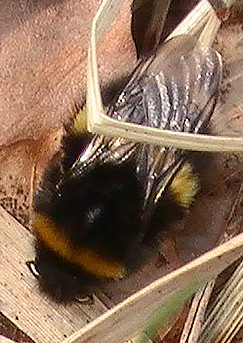 erdhummel-bombus-terrestris-l-1758-auf-nestsuche-12990.jpeg