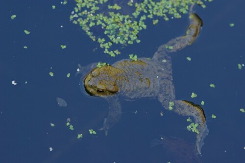 wo sind denn hier die Weibchen?

Aufnameort: Brombachtal Gartenteich
Kamera: Pentax ist DL