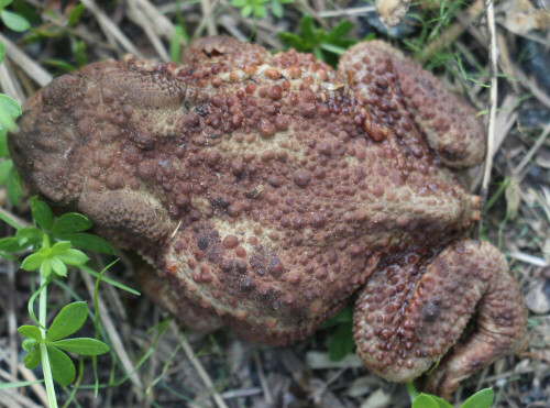 Die Erdkröte ist in paläarktischen Region weit verbreitet.
Die Erdkröte wurde von der Gesellschaft für Herpetologie und Terrarienkunde zum Lurch des Jahres 2012 gewählt.
https://de.wikipedia.org/wiki/Erdkr%C3%B6te


Aufnameort: Straße im Schwarzbachtal
Kamera: Canon EOS 700D