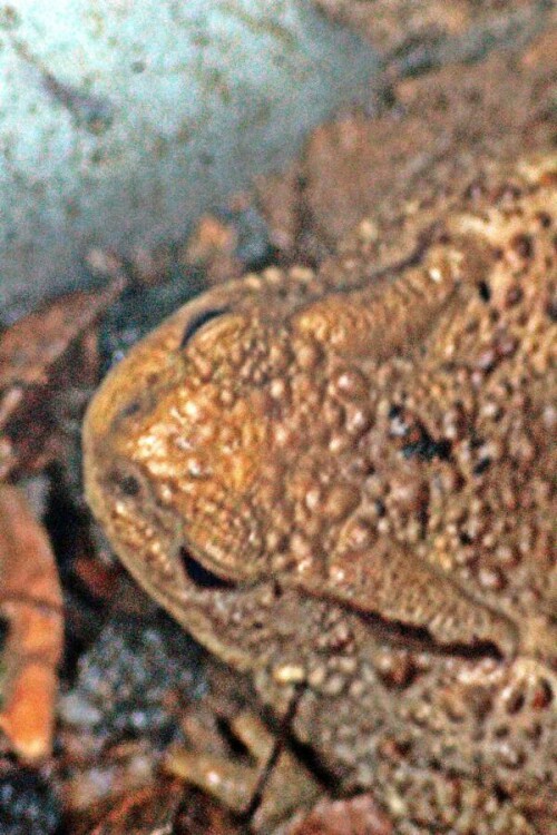 erdkrote-bufo-bufo-l-1758-in-ihrem-tagesversteck-21273.jpeg