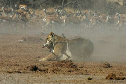 

Aufnameort: Nxai Pan - Botswana
Kamera: CANON 1D-MkII mit SIGMA 170-500mm