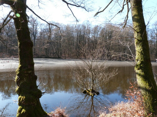 Dieser Teich im Naturschutzgebiet Hegbachaue von Messel ist
einer meiner Lieblingsorte in Langen/Egelsbach. Jetzt, wo der
Grundwasserspiegel wieder gestiegen ist, sieht die kleine Erle
im Wasser wie mit Mangrovenwurzeln bestückt aus.

Aufnameort: Langen/Hessen
Kamera: Lumix FZ 48