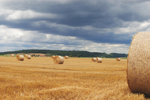 erntezeit-in-der-wetterau-23024.jpeg