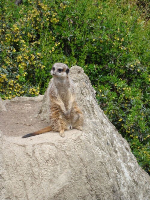 

Aufnameort: Leiziger Zoo
Kamera: Sony