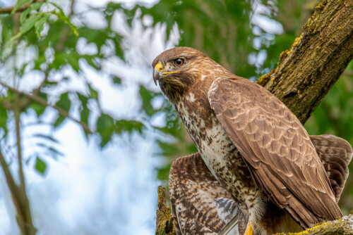 Junger Bussard kurz vor seinem ersten Flug

Aufnameort: Ludwigsburg
Kamera: Nikon D500