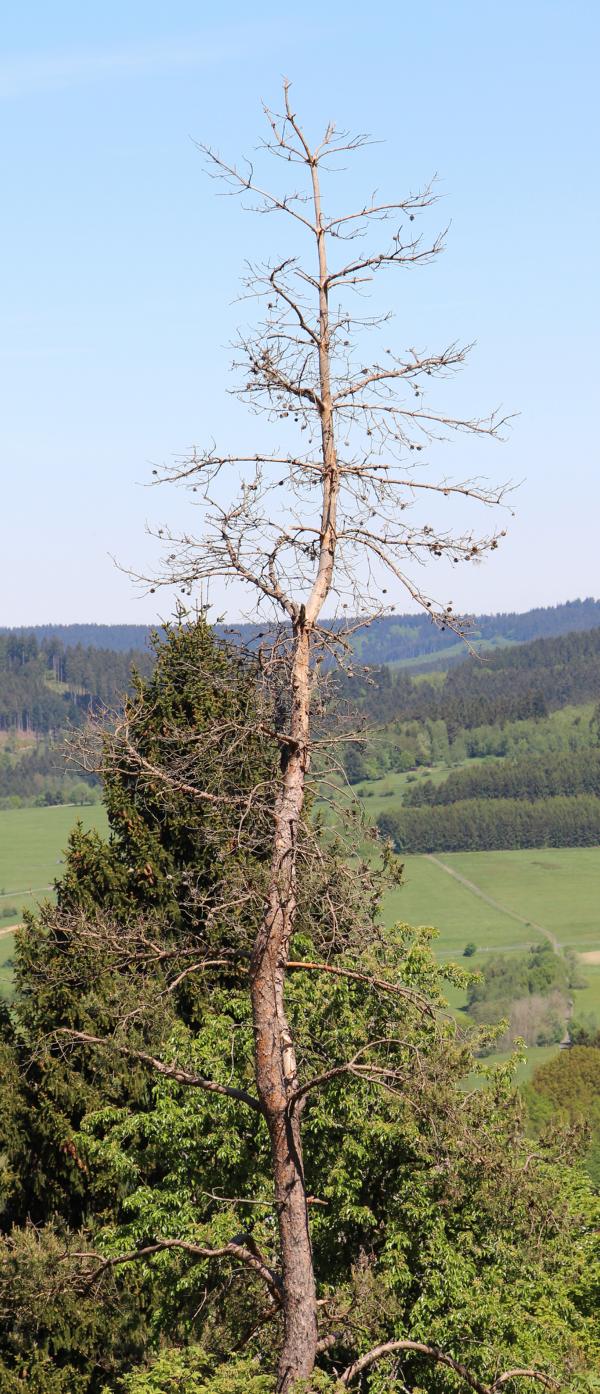 Eine fast abgestorbene Kiefer am Nordhang 
http://de.wikipedia.org/wiki/Waldkiefer

Aufnameort: Eiershausen südlich des Hauses Sonneck
Kamera: Canon EOS 700D