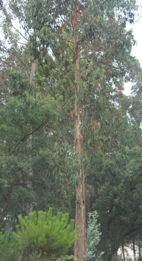 Eukalyptusarten sind in Indonesien sowie Australien beheimatet.
https://de.wikipedia.org/wiki/Eukalypten
https://de.wikipedia.org/wiki/Eucalyptus_microcarpa

Aufnameort: Nördlich Porto(Portugal)
Kamera: Canon EOS 700D